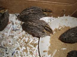 File:2 week old Japanese quail chicks 2.JPG - Wikimedia Commons