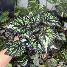 Image result for Begonia princeae