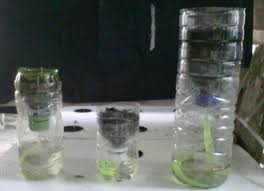 Perawatan tanaman sawi terbilang cukup sulit karena bila salah dalam merawatnya. Cara Menanam Sawi Hijau Hidroponik Di Botol