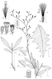 Image result for Launaea cornuta