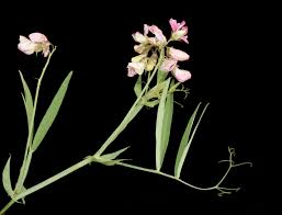 Image result for Lathyrus