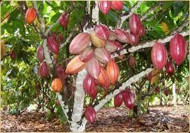 De La Feve De Cacao Au Chocolat Les Cabosses De Cacao Grapes Fruit Cacao