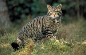 Lybica (near eastern wildcat), f. Saving Scotland S Wildcats Forestry And Land Scotland