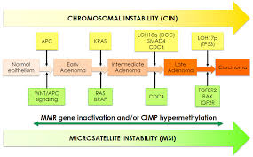 The metastatic tumor is the same type of cancer as the primary tumor. Biomedicines Free Full Text Identifying Novel Actionable Targets In Colon Cancer Html