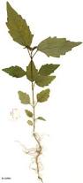 Image result for Premna velutina