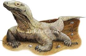 Full Color Illustration Of A Komodo Dragon Varanus Komodoensis Lukisan Kanvas Lukisan Gambar