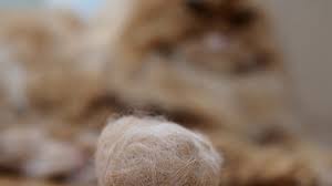 Even if you're man or woman,cleaning pubic hair is the mos. Cat Hairball Trichobezoar Causes Symptoms Signs