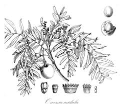 Image result for Lepidotrichilia