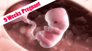 Your baby is about the size of a peanut: Quick Answer Where Is Your Uterus At 9 Weeks From Conception To Birth