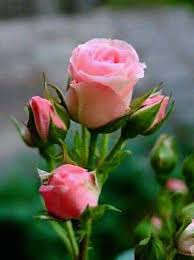 Pin By Jessica Goxhari On Inspiration Of The Moment Amazing Flowers Beautiful Roses Pretty Flowers