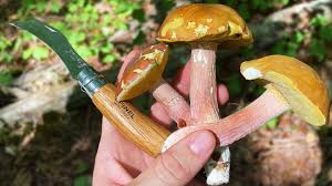 Image result for Boletus separans