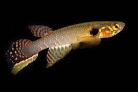 Image result for Phyllorachis