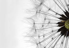 Seamless wallpaper black and white with dandelion vector. Dandelion Black And White Photo Wallpaper Mural 1023ve