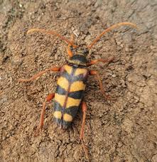 Image result for Mellera lobulata