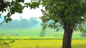 Kerala Nature Background Images Nature Backgrounds Nature Wallpaper