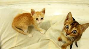 Få 17.751 endnu en very playful baby kitten up stockvideo på 29.97 fps. Four Adorable Kittens Are Looking For Loving Homes