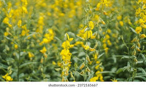Image result for Crotalaria torrei