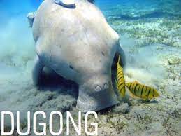 We did not find results for: List Of Ocean Animals A Through Z Owlcation