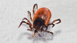 Tick() provides the time in seconds that has passed since 1st of january of 1970. How Some Ticks Protect Themselves From Deadly Bacteria On Human Skin Science News