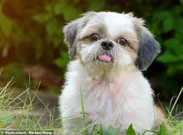 We did not find results for: Dog Becomes First Pet First To Catch A Tropical Disease Within The Uk Daily Mail Online