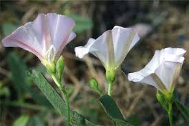 Image result for Convolvulus farinosus