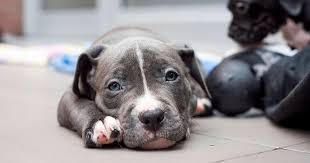 Common signs and symptoms that your puppy may have parvo include: Diagnosing And Treating Parvovirus In The Shelter Aspcapro