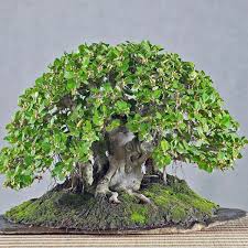Image result for Ficus obliqua