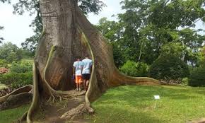 Visite Du Jardin Botanique A Deshaies Guadeloupe Jardin Botanique Guadeloupe Jardin Botanique Deshaies Et Jardins