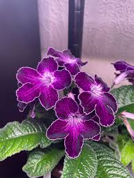 Image result for Streptocarpus