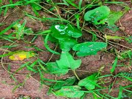 Image result for Sphaeranthus chandleri