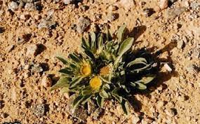 موسوعة النباتات البرية مفهرس