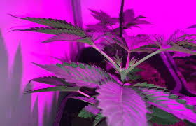 Led grow lights, fluorescent grow lights (t5 and cfl), metal halide grow lights, and high pressure sodium grow lights. Topping Cannabis Plants Easily Increase Weed Yields