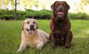 Image result for labrador retrívr