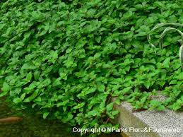 Image result for Nelsonia canescens