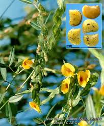 Image result for Zornia milneana