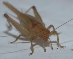 Emirates icc elite panel of match referees. Light Brown Cricket Anaxipha Bugguide Net
