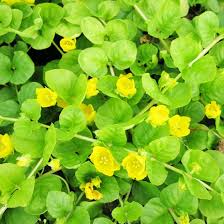 Image result for Lysimachia