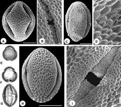 Image result for Grewia conocarpoides
