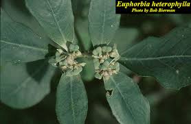 Image result for Euphorbia heterophylla