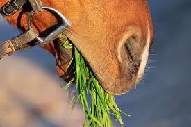 In all scenarios, in winter months horses should be given at least 1.5 to 3% of their body weight in some form of forage; What Can Horses Eat The Top 20 Foods You Didn T Know Horses Could Eat Prime Stables