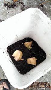 We did not find results for: How To Grow Potatoes From Store Bought Potatoes Gator Ventures Bamboo Cycads Palm Trees More