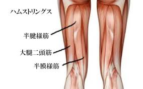 「ハムストリングス　無料　写真」の画像検索結果