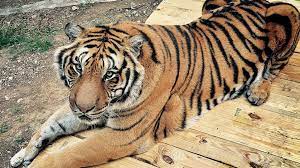At about 30.3 million km2 (11.7 million square miles) including adjacent islands. Does The Us Have A Pet Tiger Problem Bbc News
