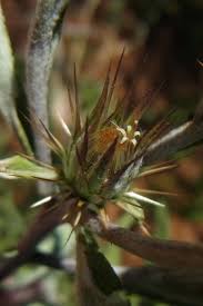 Image result for Dicoma tomentosa