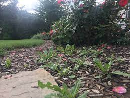 And if weeds are destroying the look of your garden, mulch can keep the away, too. How To Prevent Weeds In Lawn And Mulch Areas