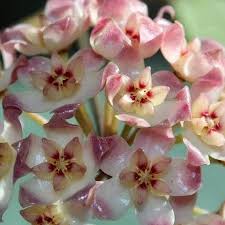 If you are looking for fragrant flowers, check the exotic fragrance section. Hoya Sp Ut 001 Amazing Flowers Pretty Flowers Beautiful Flowers