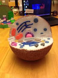 Sep 10, 2011 · can you give me a easy model of human and animal cell but please as soon as possible and please l want a video that i can make by clay hello on may 28, 2019: Animal Cell Labeled And Parts Made With Clay Cells Project Plant Cell Project Plant Cells Project Ideas