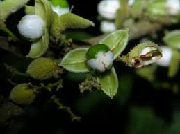 Image result for Trichilia capitata