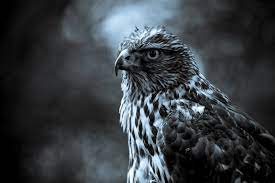 White and black bird digital wallpaper, eagle. Eagle Black And White Wallpapers Top Free Eagle Black And White Backgrounds Wallpaperaccess