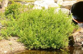 Image result for Sericorema sericea
